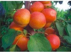 神农红杏