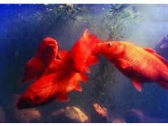 兴国红鲤鱼