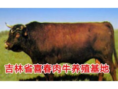 中国黄牛母牛