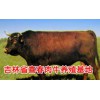 中国黄牛母牛