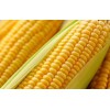 玉米