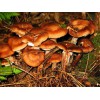 野生榛蘑