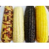 粘玉米
