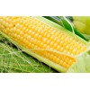 玉米