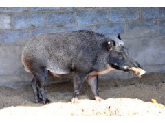 野猪与当地黑猪繁育而成的二、三代肉食猪
