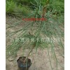 3年红松苗 20公分左右