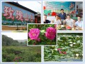 玫瑰庄园