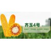 齐玉4号
