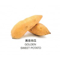 黄金地瓜