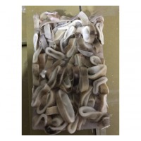 阿魷切圈 (Illex ring)