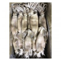 阿魷串(Illex stick)