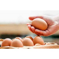 雞蛋