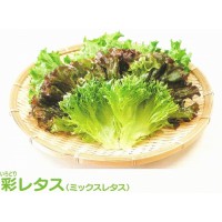 彩レタス〜ミックスレタス〜　（農薬不使用、水耕栽培） [v-05]