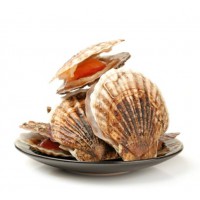 扇贝