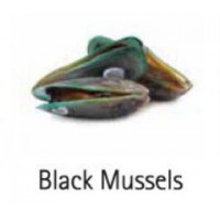 黑扇贝