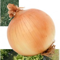 洋蔥