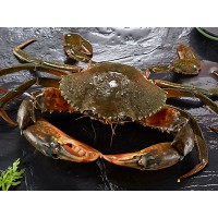 青蟹 玫瑰龙虾 黑虎虾