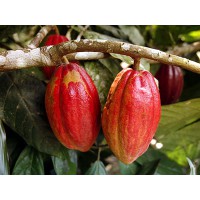 可可 辣椒 罗望子