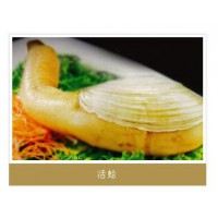 活蛤