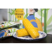 熊纠纠黄糯玉米