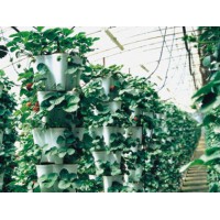 EVA三层复合长寿Ⅱ棚膜