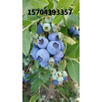 蓝莓大果