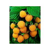 黄树莓（金丰、皇蜜）