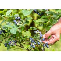 蓝莓