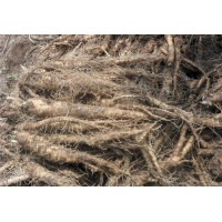 东北山胡萝卜沙参