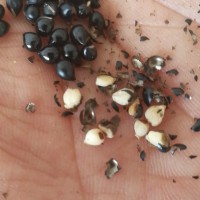 沙藏处理 家种 白鲜皮种子