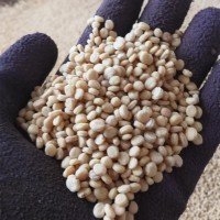 吉林长白山人参种子 基地直供吉林林下人参种子