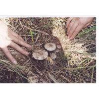 野生菌新鲜乌枞菌