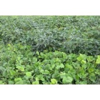 长期大量供应优质绿色有机杂粮绿豆 有机绿豆