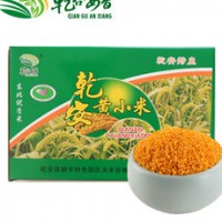 黄金苗黄小米厂家 黄金苗小米产地 黄金苗小米的品种