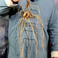 泡酒料男士养生十全人参泡酒材料药酒料滋补珍贵材料27条泡酒