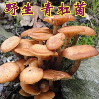 四川青川野生青冈菌农家晾晒杠菌干货特产老鹰菌煲汤蘑菇食用菌