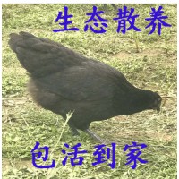 半大散养五黑鸡