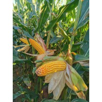 大涝之年辽吉588田间表现