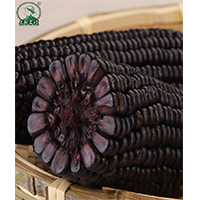 糯玉米单穗（黑糯）