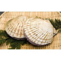 大扇贝