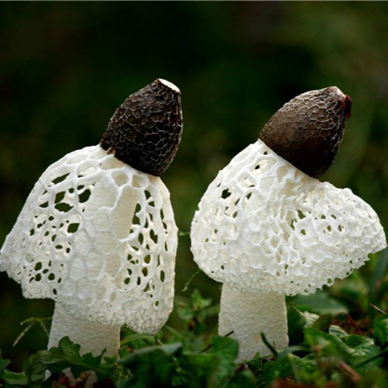 竹荪