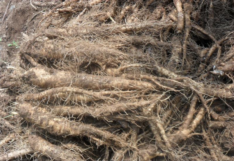 东北山胡萝卜沙参