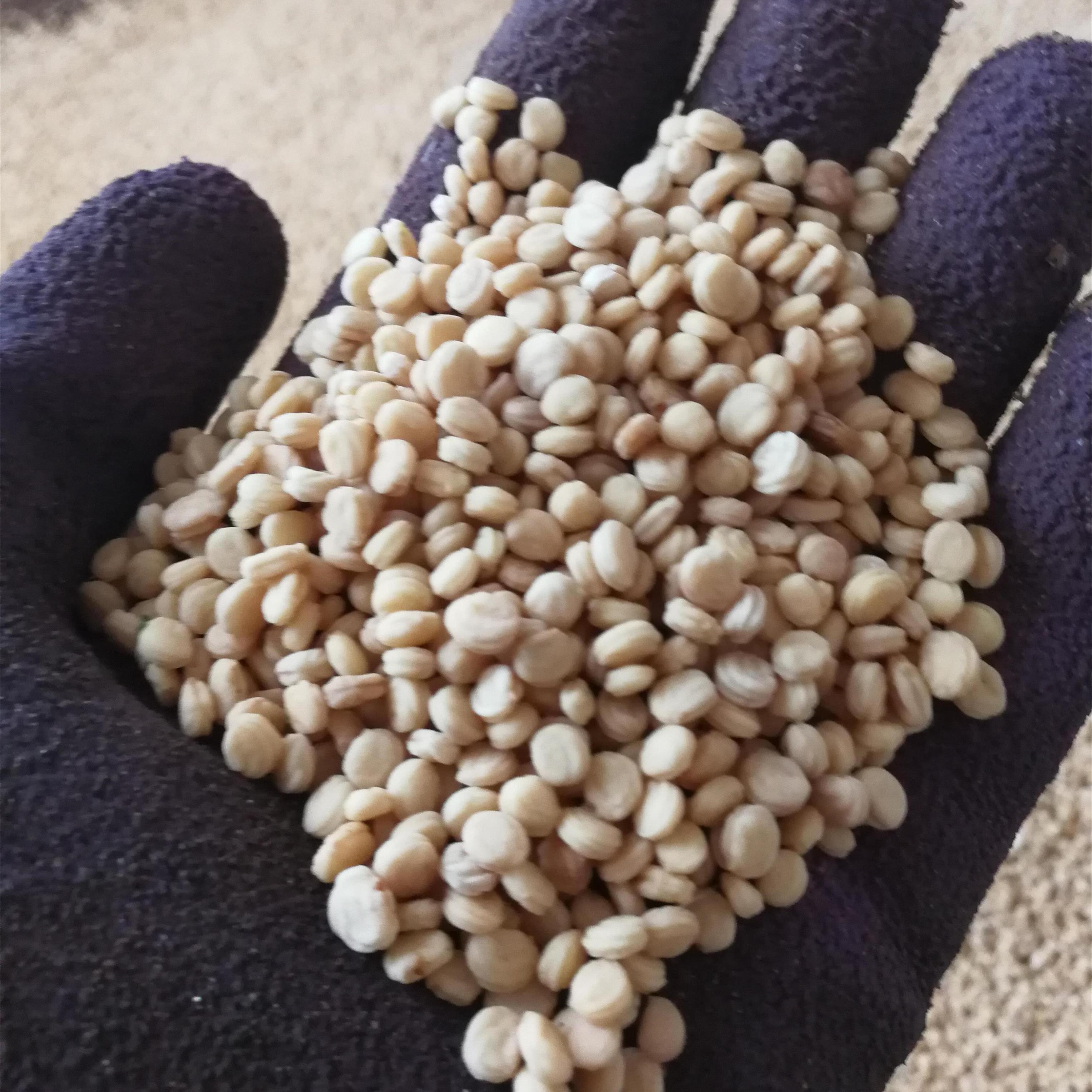 吉林长白山人参种子 基地直供吉林林下人参种子