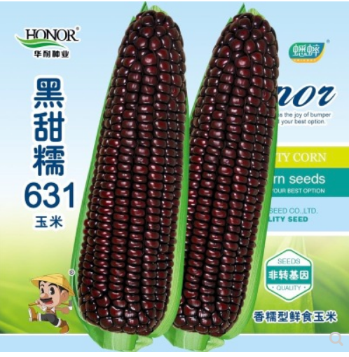 黑糯玉米种子